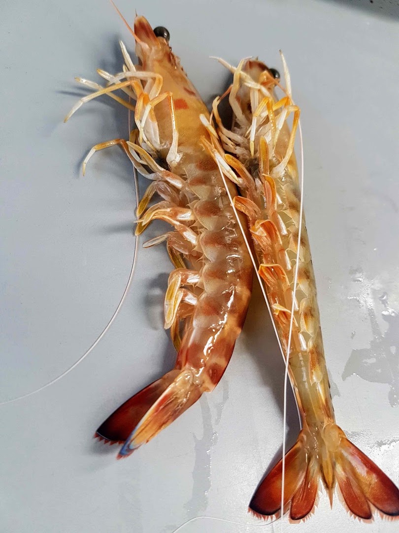 Pescados Ikamar Sanlucar · Fotos 1